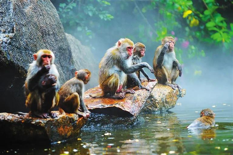 海南南灣猴島生態(tài)旅游區(qū)1